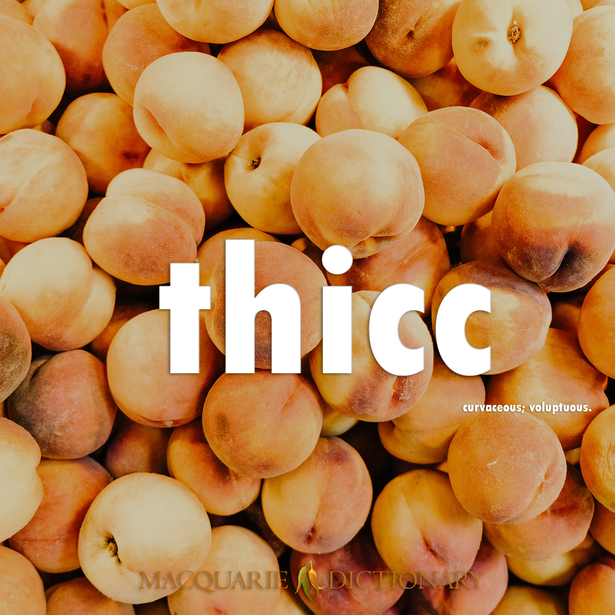 Image of Macquarie Dictionary Word of the Year thicc curvaceous; voluptuous. Image of Macquarie Dictionary Word of the Year thicc curvaceous; voluptuous.